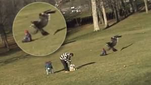 News Photo 1 - Canada - Otta Nottathil - eagle_snatch_kid