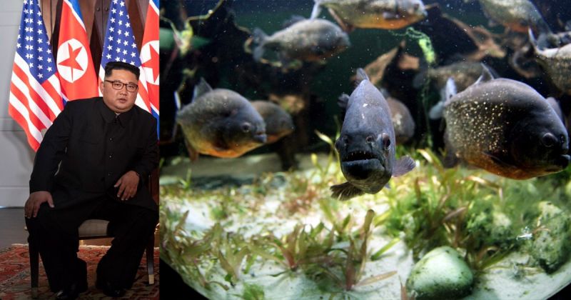 News Photo 1 - Other Countries - Otta Nottathil - 11620198piranha