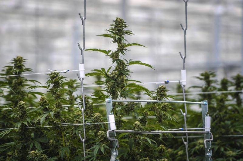 News Photo 1 - Europe - Otta Nottathil - 191020193cannabis