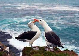 News Photo 1 - Newzeland - Otta Nottathil - 291120214albatross