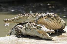 News Photo 1 - Other Countries - Otta Nottathil - thaland_crocodiles_cull