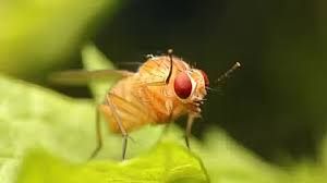News Photo 1 - India - Otta Nottathil - gaganyaan_fruit_flies