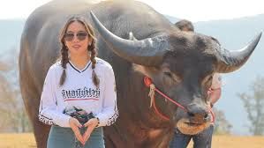 News Photo 1 - Other Countries - Otta Nottathil - buffallo_record_guinness