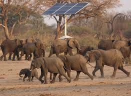 News Photo 1 - Other Countries - Otta Nottathil - zimbabwe_elephants_cull