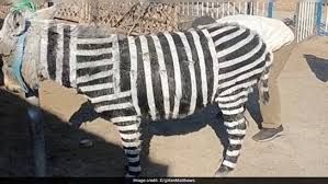 Photo #1 - Other Countries - Otta Nottathil - donkey_zebra_china